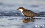 Black-bellied Dipper (Cinclus cinclus cinclus)