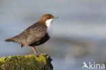 Black-bellied Dipper (Cinclus cinclus cinclus)