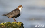 Black-bellied Dipper (Cinclus cinclus cinclus)