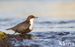 Black-bellied Dipper (Cinclus cinclus cinclus)