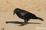 Zwarte Kraai (Corvus corone)