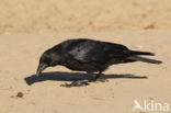 Zwarte Kraai (Corvus corone)