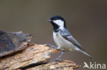 Zwarte Mees (Parus ater)