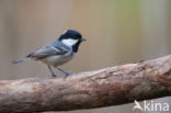 Zwarte Mees (Parus ater)