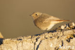 Black Redstart (Phoenicurus ochruros)