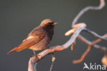 Black Redstart (Phoenicurus ochruros)