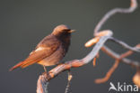 Zwarte Roodstaart (Phoenicurus ochruros)