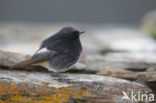Black Redstart (Phoenicurus ochruros)