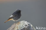 Black Redstart (Phoenicurus ochruros)