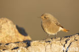 Black Redstart (Phoenicurus ochruros)