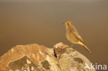 Black Redstart (Phoenicurus ochruros)