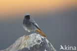 Black Redstart (Phoenicurus ochruros)