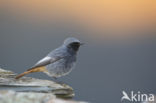 Black Redstart (Phoenicurus ochruros)