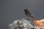 Black Redstart (Phoenicurus ochruros)