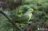 Rose-ringed Parakeet (Psittacula krameri)