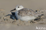 Drieteenstrandloper (Calidris alba)