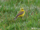 Engelse Kwikstaart (Motacilla flava flavissima)