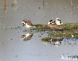 Kleine Plevier (Charadrius dubius)