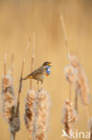 Blauwborst (Luscinia svecica)