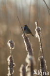 Blauwborst (Luscinia svecica)