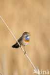 Blauwborst (Luscinia svecica)