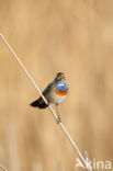 Blauwborst (Luscinia svecica)