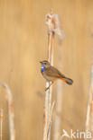 Blauwborst (Luscinia svecica)