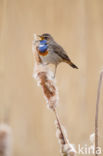 Bluethroat (Luscinia svecica)