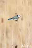 Pimpelmees (Parus caeruleus)