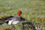 Wigeon (Anas penelope)