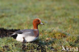 Wigeon (Anas penelope)