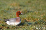 Wigeon (Anas penelope)