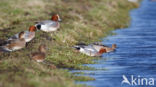 Wigeon (Anas penelope)