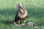 Buizerd (Buteo buteo)