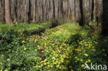 Lesser Celandine (Ranunculus ficaria)