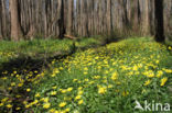 Lesser Celandine (Ranunculus ficaria)