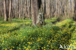 Speenkruid (Ranunculus ficaria)