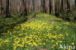 Lesser Celandine (Ranunculus ficaria)