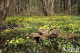 Lesser Celandine (Ranunculus ficaria)