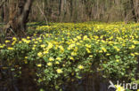 Lesser Celandine (Ranunculus ficaria)