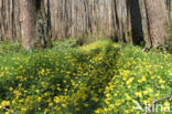 Lesser Celandine (Ranunculus ficaria)