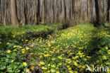 Lesser Celandine (Ranunculus ficaria)