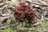 Voorjaarskluifzwam (Gyromitra esculenta)