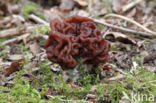 Voorjaarskluifzwam (Gyromitra esculenta)