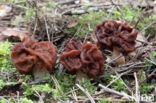 Voorjaarskluifzwam (Gyromitra esculenta)