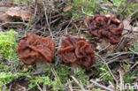 Voorjaarskluifzwam (Gyromitra esculenta)