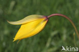 Bostulp (Tulipa sylvestris)