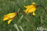 Bostulp (Tulipa sylvestris)