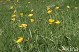 Bostulp (Tulipa sylvestris)