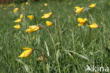 Bostulp (Tulipa sylvestris)